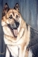 JAKE
